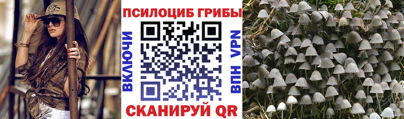 мега вход  Ульяновск  Псилоцибиновые грибы Psilocybine cubensis 